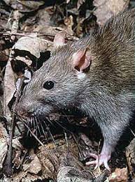 Rat Wikipedia