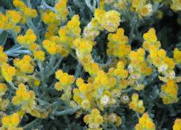 Chrysocephalum Apiculatum Plants Sunny Australian Plants Australian Native Plants