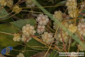 Image result for Cuscuta approximata