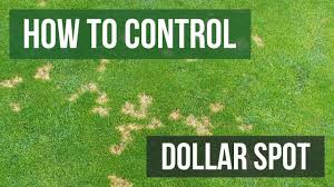 Bioadvanced Fungus Control For Lawns Temperature How To Control Dollar Spot Youtube