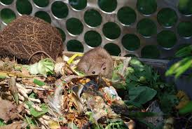 Was tun bei ratten im garten? Ratten Im Garten So Bekampfen Sie Die Schadlinge