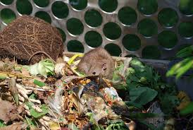 Das wichtigste ist erst einmal, ihren zugang herauszufinden und diesen zu. Ratten Im Garten So Bekampfen Sie Die Schadlinge