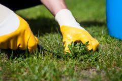 Das beste hausmittel gegen löwenzahn: Hausmittel Gegen Lowenzahn Diese Mittel Helfen