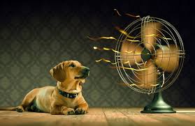 Image result for animals in hot weather photos