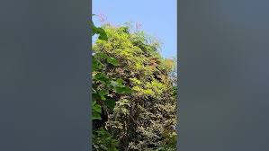 Image result for Moullava