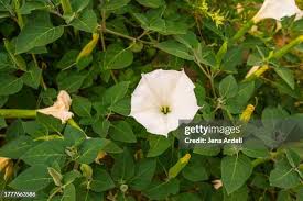Image result for Ipomoea marginata