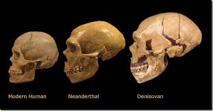 Guy jacobs at the university of cambridge, uk. Denisovans 18 Foot Human Giants Who Lived 40 000 Years Back In Asia Drishtikone