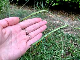 Image result for Urochloa marlothii