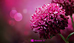 Best ideas about hd wallpapers for laptop virat 1366×768. Autumn Flowers Laptop Wallpapers Top Free Autumn Flowers Laptop Backgrounds Wallpaperaccess