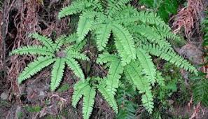 Image result for Adiantum comorense