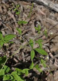 Image result for Cleome aculeata