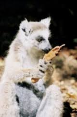 Image result for Acacia rovumae