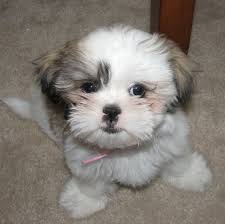 Shih Tzu Google Search Shih Tzu Sevimli Kopek Yavrulari Kopek Turleri