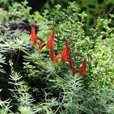 Image result for Lotus berthelotii