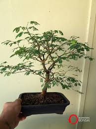 Projeto Bosques De Piteco A Alma Do Bonsai