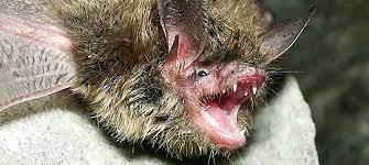 Bats in basement in winter #294231. How To Get Rid Of Bats From The Attic Chimney Basement And Walls