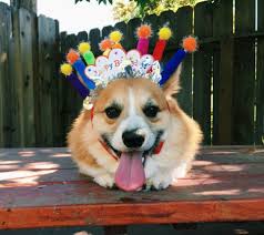 Here are the 22 happiest corgis to brighten your day. 90 Corgi Birthdays Ideas Corgi Welsh Corgi Birthday Corgi