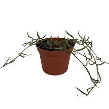 Image result for Ceropegia linearis