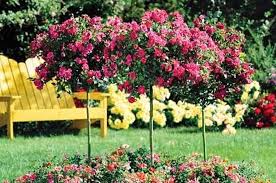 Zone 7 offers a long growing season that gives plenty of opportunity to enjoy a wide variety of flowers, trees, shrubs and vegetables. Pink Double Knock Out Rose Tree Plantingtree