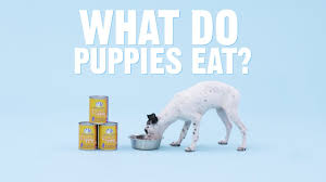 Check spelling or type a new query. Puppy Feeding Guide How Much To Feed A Puppy More Bechewy
