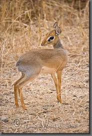 Dik Dik African Safari Wildlife Animals South Africa South African Animals Dik Dik African Animals
