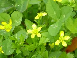 Image result for Ranunculus volkensii