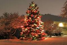 How to Hang Lights on Tall Outdoor Trees