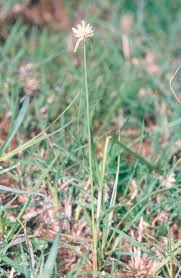 Image result for Cyperus latifolius