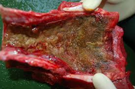 A practitioner's guide to infectious bovine rhinotracheitis - Veterinary  Practice