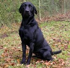 Jul 06, 2021 · browse thru puppies for sale in washington, usa area listings on puppyfinder.com to find your perfect puppy. Adopt Tulip 5 On Petfinder Labrador Retriever Labrador Retriever Dog Dog Adoption