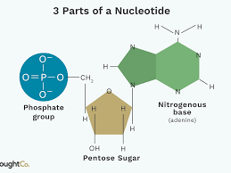 Hydrogen bonds are formed between purine and pyrimidine bases . 3 Parts Of A Nucleotide And How They Are Connected