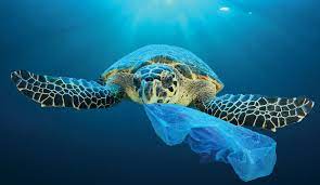Leidet an starken entzündungen, wenn plastik aufgenommen wird. Wie Plastik Die Welt Zugrunde Richtet