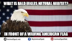 Bald Eagle Memes Images Bald Eagle Bald Eagle Meme Funny Animal Memes