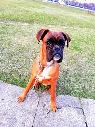 pin by alena gripinitch on nemeckij bokseo dogs animals