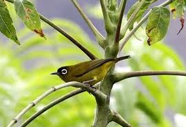 Check spelling or type a new query. 19 Jenis Pleci Ciri Fisik Warna Habitat Dan Gambarnya Hewan Id