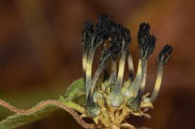 Image result for Ceropegia papillata