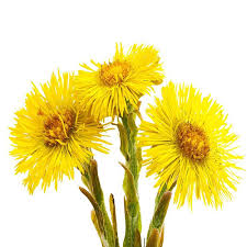 The dried leaves or flower heads of this plant, long used in herbal medicine to treat coughs. Coltsfoot I Tussilago Farfara I L En Soria Natural