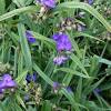 Haben sie sich für eine gartenwürdige dreimasterblume entschieden, empfehlen wir die frühjahrspflanzung. 1