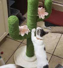 Scratching the furniture is one thing, but why is your cat clawing the door? 28 Amazon Pet Products That Are Clever Solutions