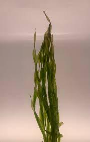 Image result for Vallisneria spiralis