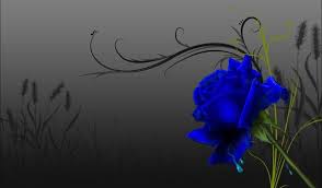 Find images of blue background. Blue Rose Wallpaper Blue Roses Wallpaper Rose Wallpaper Blue Rose