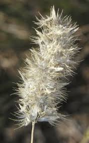 Image result for Enneapogon