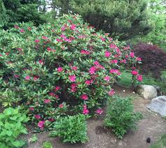 Rhododendron Peonies And Hydrangea Garden Layout Garden Design Garden Landscaping