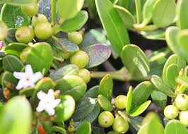 Image result for Alyxia