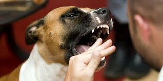 We did not find results for: Anjing Untuk Seorang Wanita Seekor Anjing Dalam Mimpi Apa Impian Teman Berkaki Empat