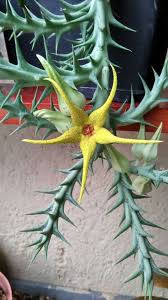 Image result for Orbea caudata