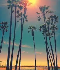 924,383 likes · 1,154 talking about this. Hd Wallpaper Palm Trees San Diego Sun Wallpaper Flare