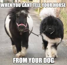 30 Of The Best Big Dog Memes Big Dogs Best Big Dogs Dogs And Puppies