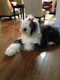 Black And White Old English Sheepdog Puppy Pin By Bev Nemec On The Old English Dog Spot English Dogs English Sheepdog Old English Sheepdog