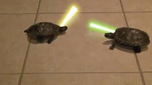 Jedi Turtles Lol Funny Animal Videos Turtle Jedi Funny